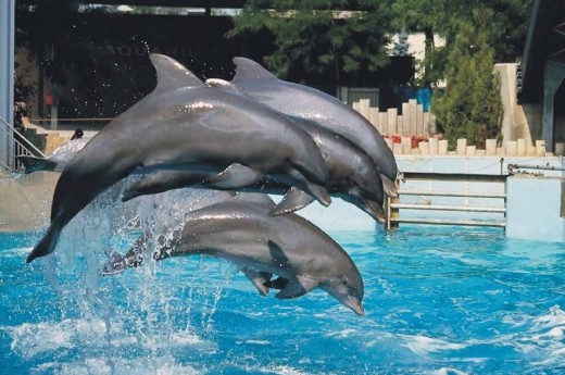три дельфина в бассейне
