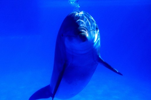 дельфин под водой