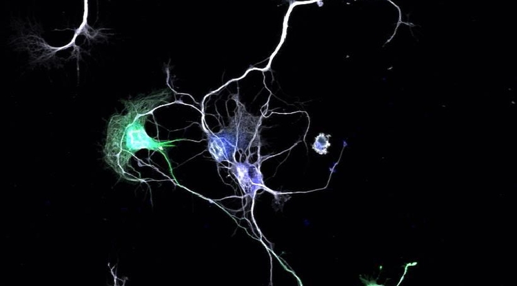 Связь между нейронами