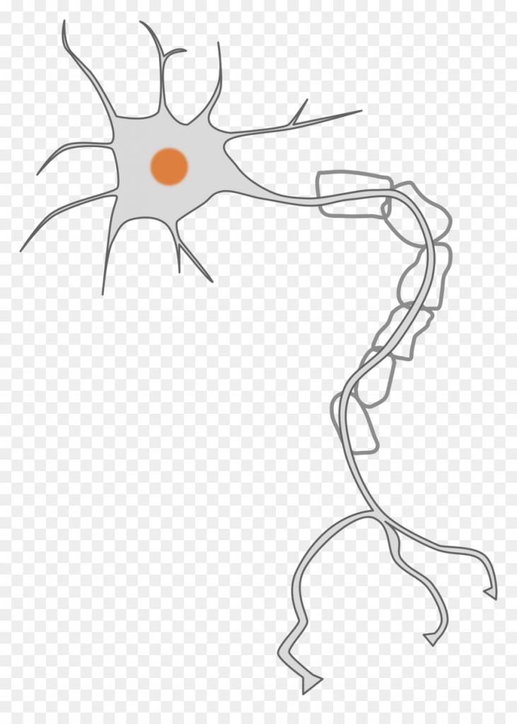 Тело нейрона, аксон и дендриты