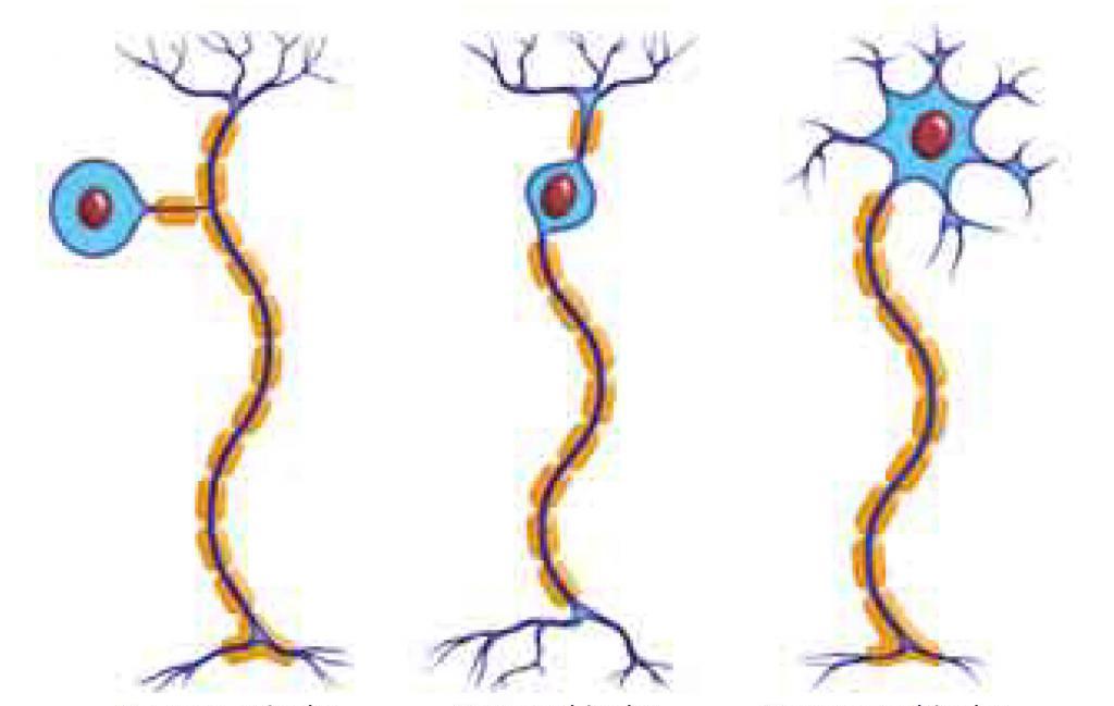 Различные виды нейронов