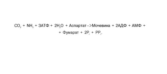 Суммарная реакция орнитинового цикла