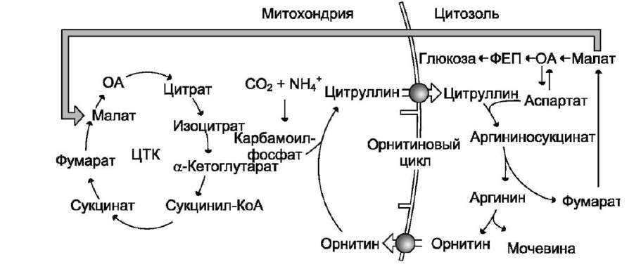 Взаимосвязь ЦТК и цикла мочевины