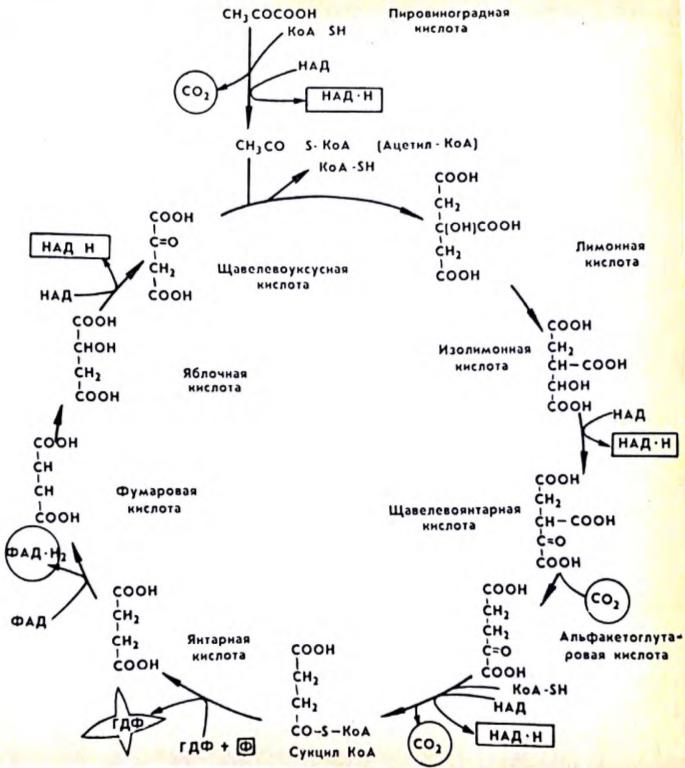 Схема цикла Кребса