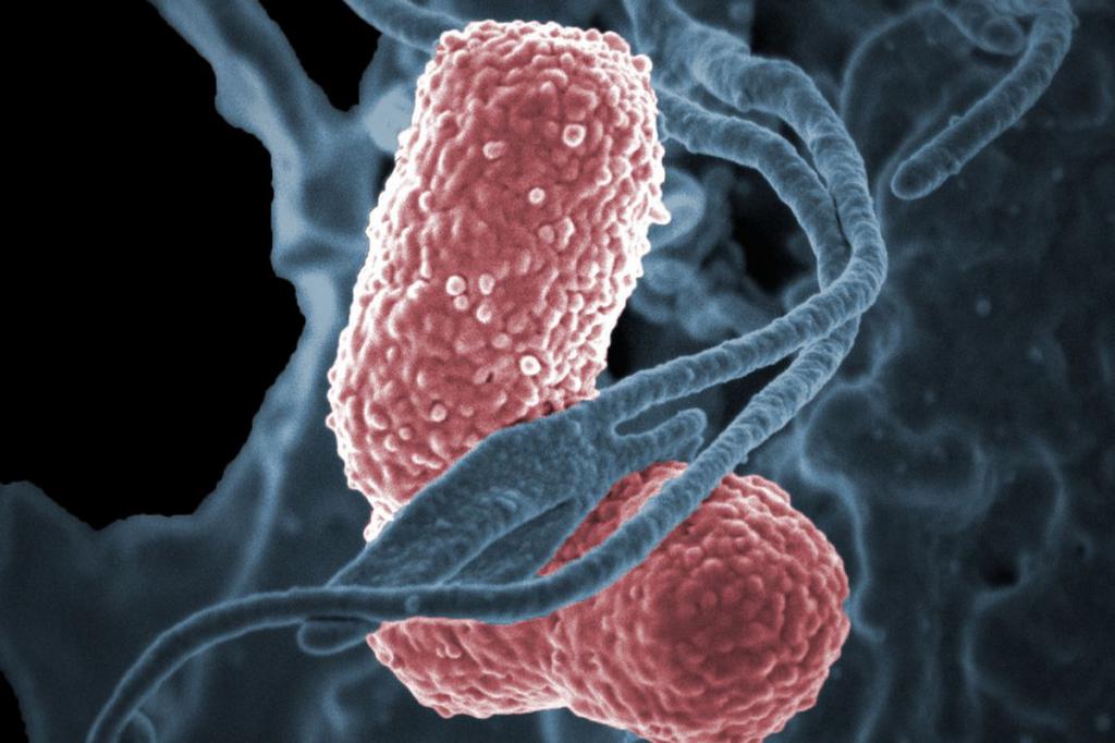 новые виды бактерий