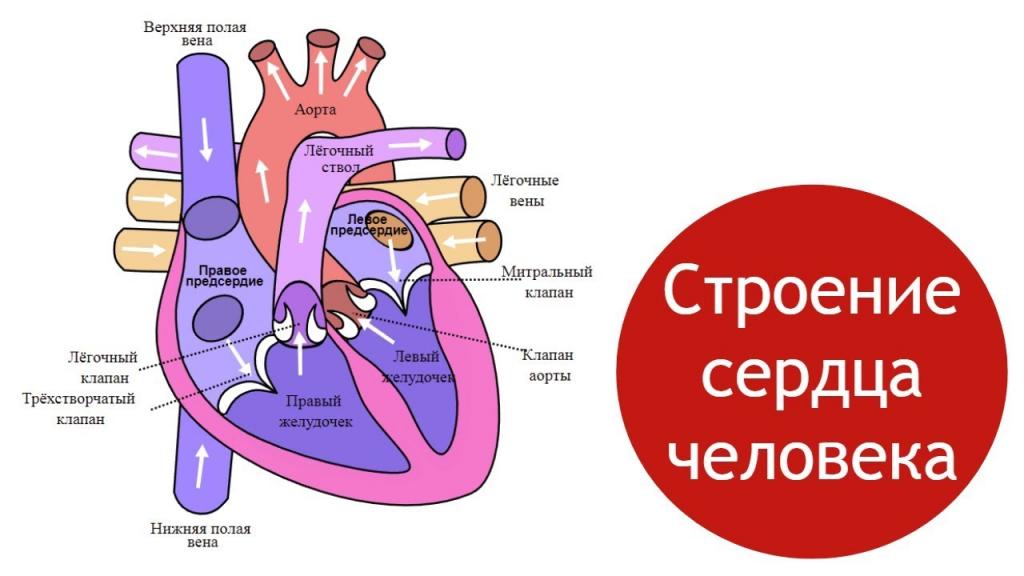 строение сердца