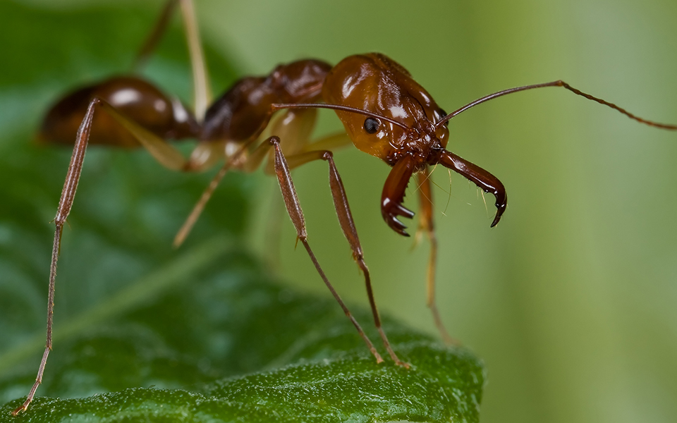 Это муравей