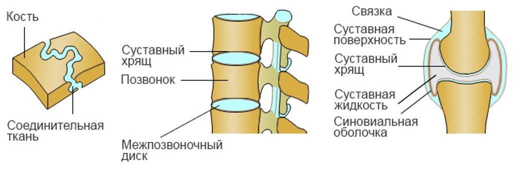 типы соединения костей 