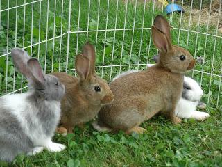 разведение кроликов дома