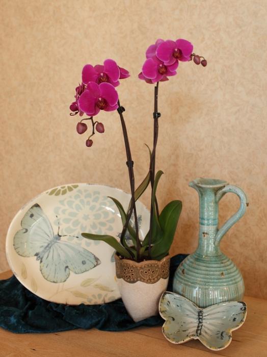 как ухаживать за комнатными орхидеями в домашних условиях