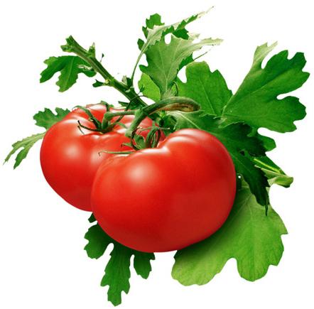 как правильно посадить семена томатов