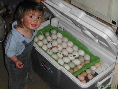 инкубатор для яиц своими руками