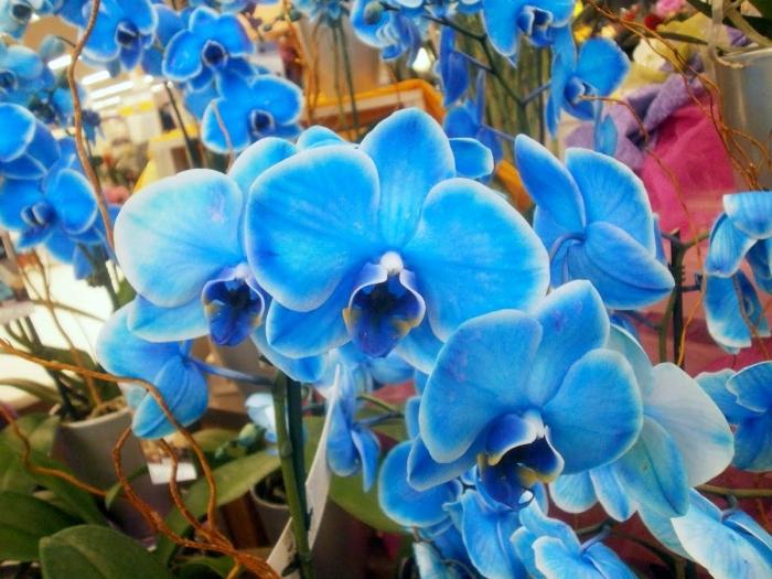 голубая орхидея