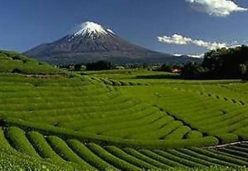 Сельское хозяйство Японии