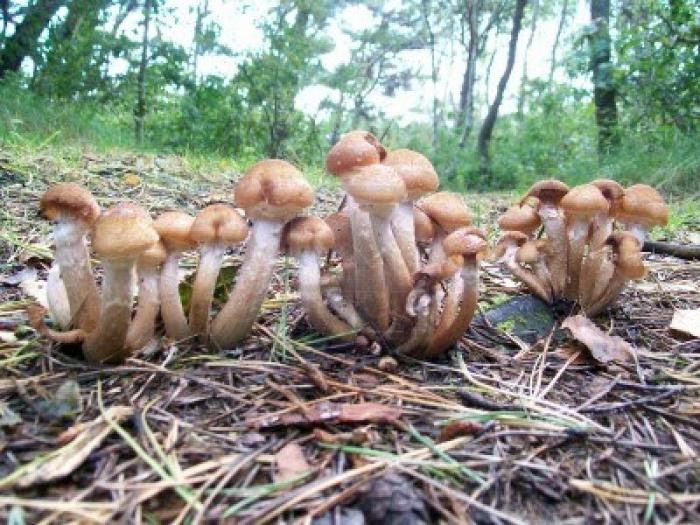 к чему снятся грибы опята