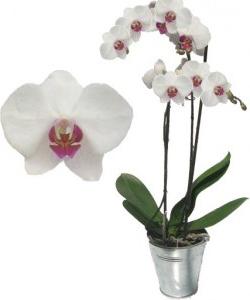 как ухаживать за орхидеями