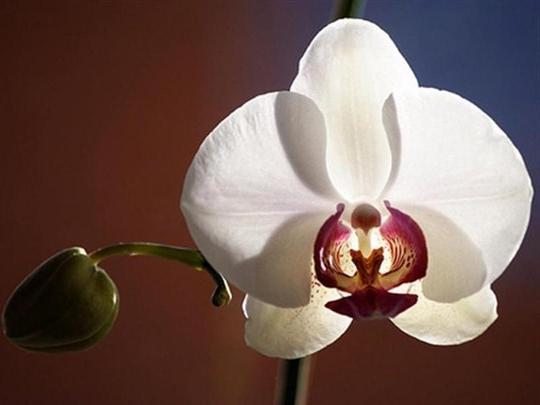 как ухаживать за домашними орхидеями