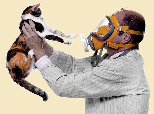кошки не вызывающие аллергию