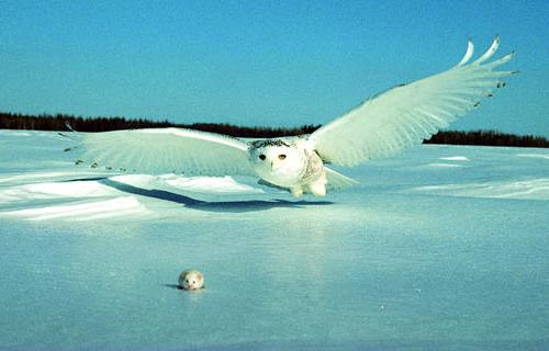 Белая сова полярная