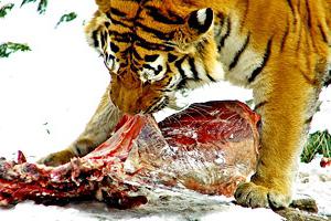 уссурийский тигр фото