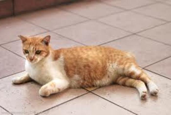 Беременность кошки