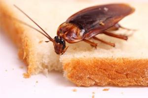 как избавиться от тараканов навсегда