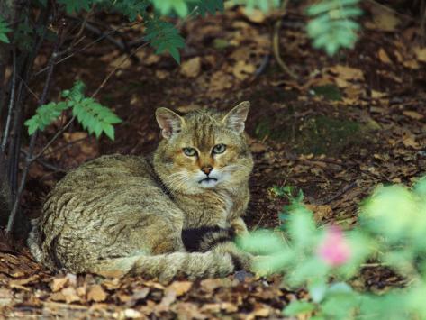 дикая кошка