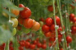 помидоры - выращивание в теплице