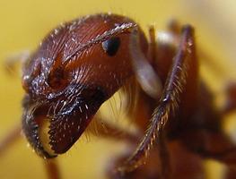 вывести муравьев