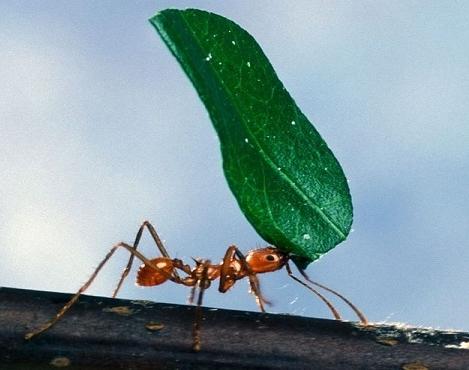 муравьиный спирт состав