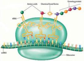 биосинтез белка в клетке