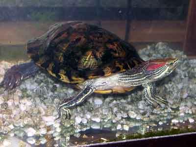 аквариум для красноухой черепахи