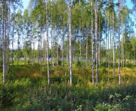 Природно-хозяйственные зоны России