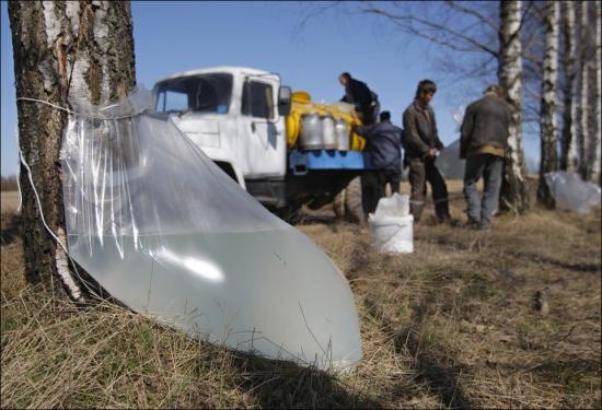 когда собирать березовый сок