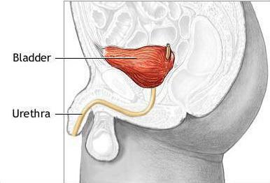 строение мочевого пузыря