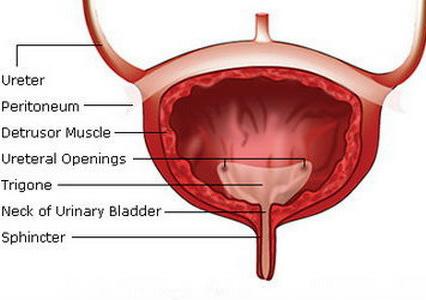 мочевой пузырь