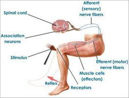 схема рефлекторной дуги коленного рефлекса