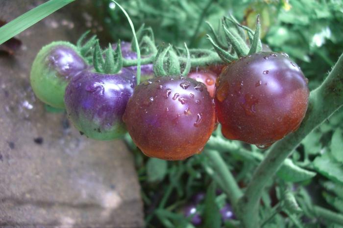 Новые сорта томатов