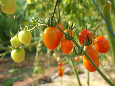 Урожайные сорта томатов для теплиц
