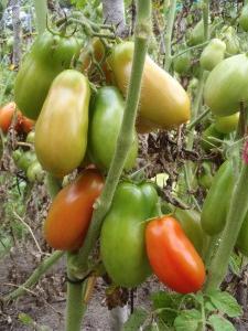 Сорт томата Петруша - огородник