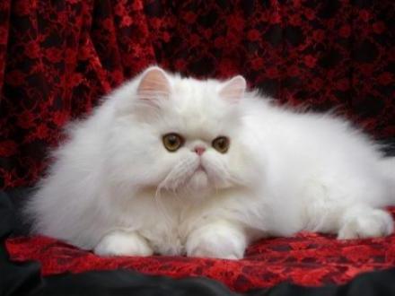 сколько живут персидские кошки