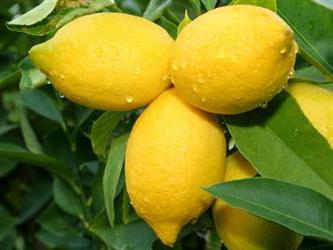 как ухаживать за лимоном в домашних условиях