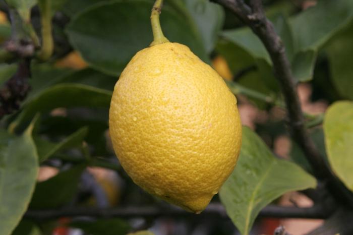как посадить лимон