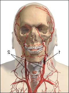 сонная артерия на шее