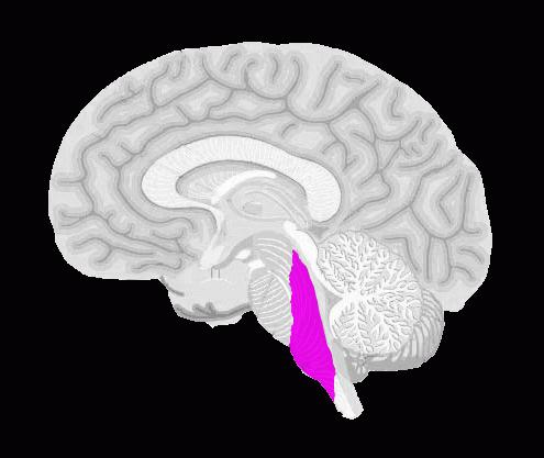 продолговый мозг