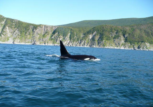 залив в охотском море