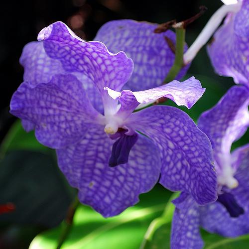 голубые орхидеи