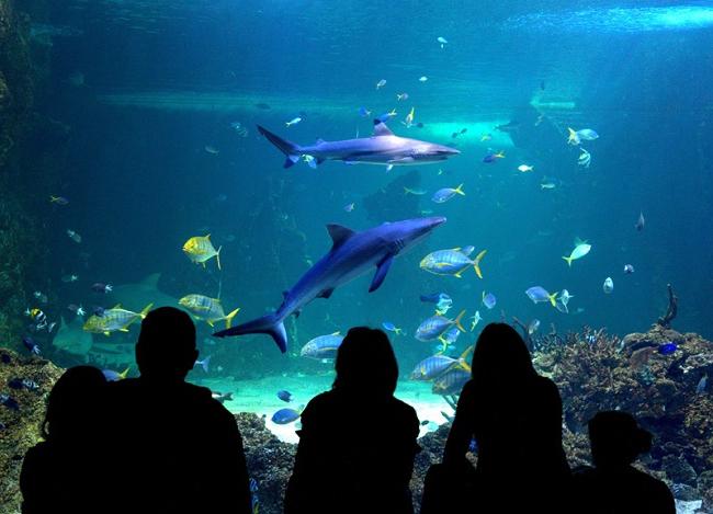 сиднейский аквариум