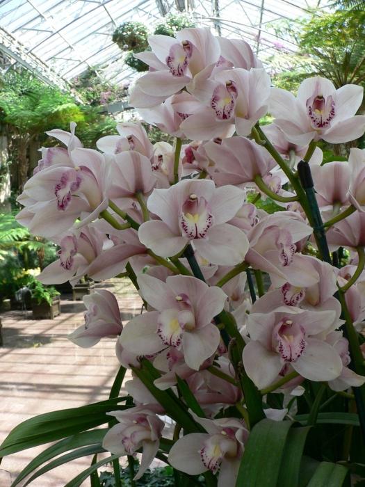 орхидея сколько цветет