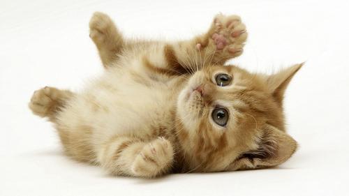 клички для котят
